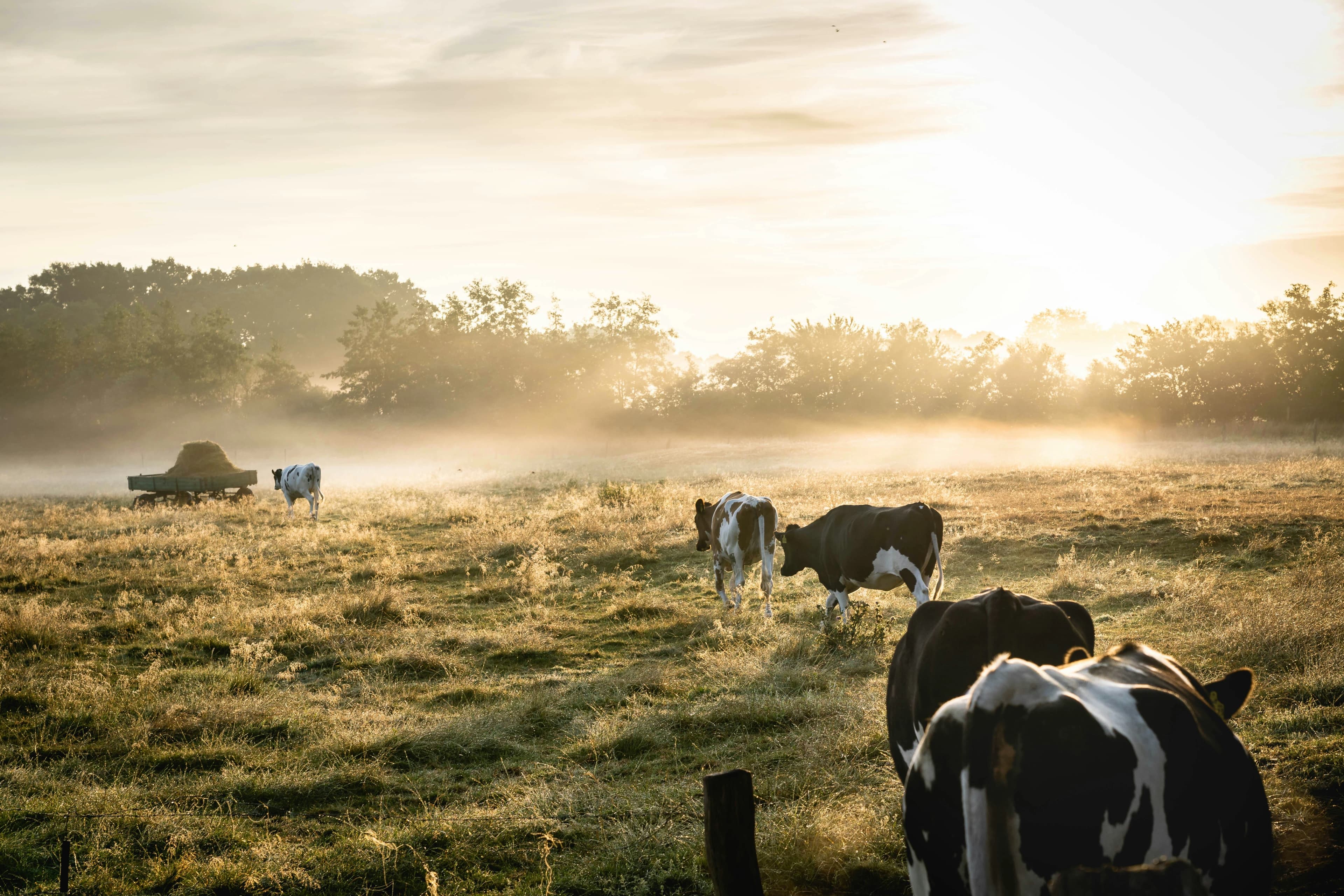 Sunshine Dairy Farm