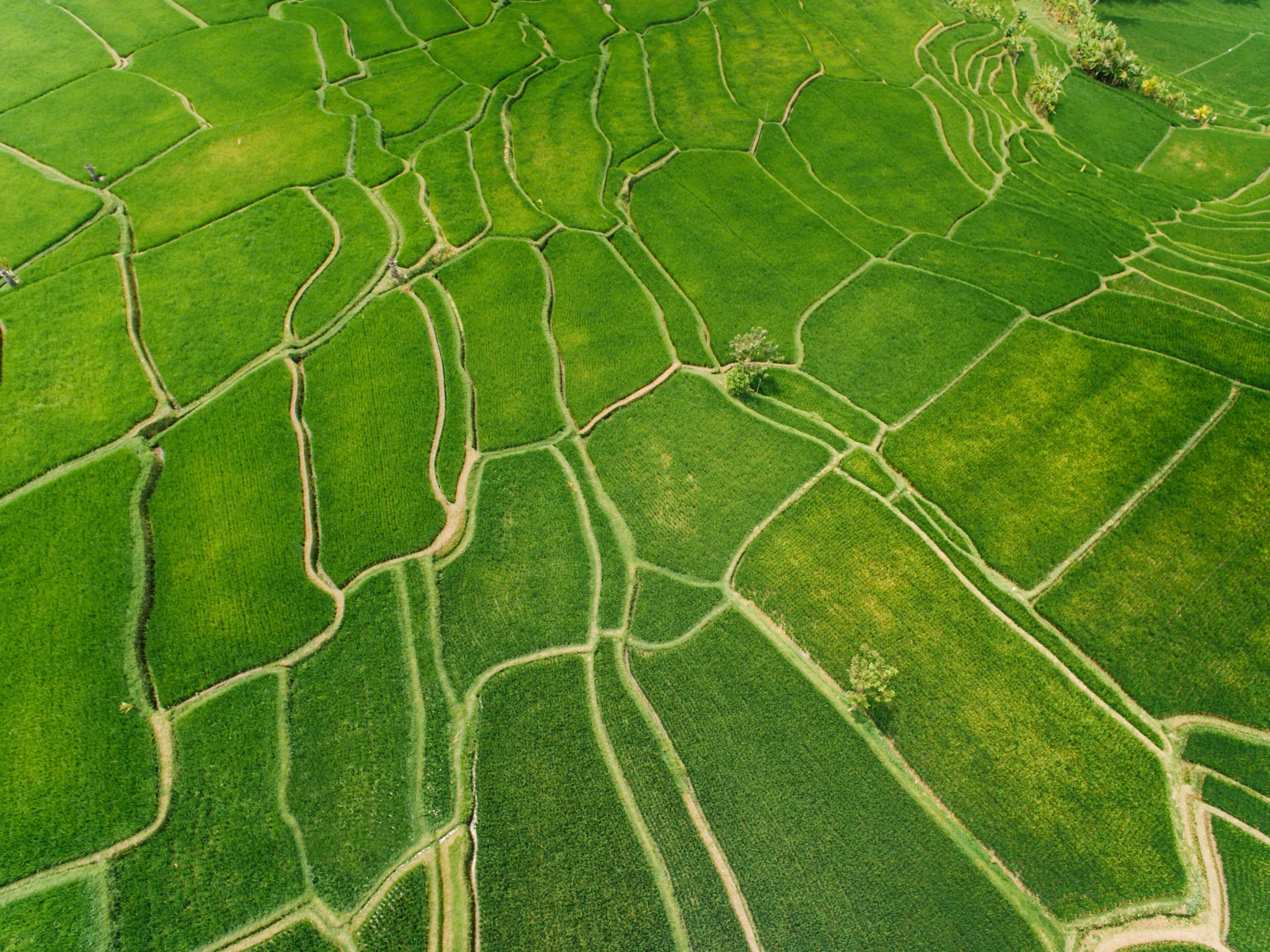 Heritage Rice Fields